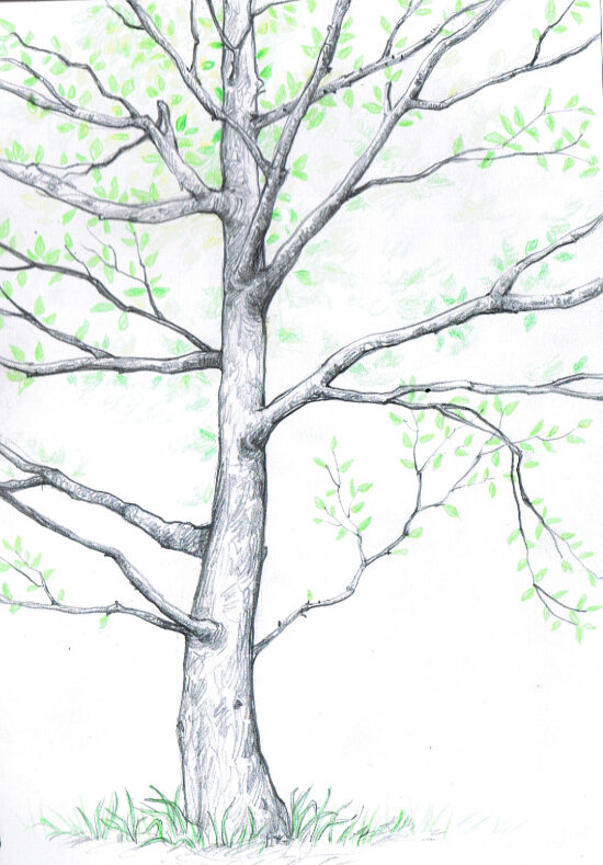 arbre